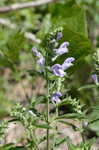 Helmet flower